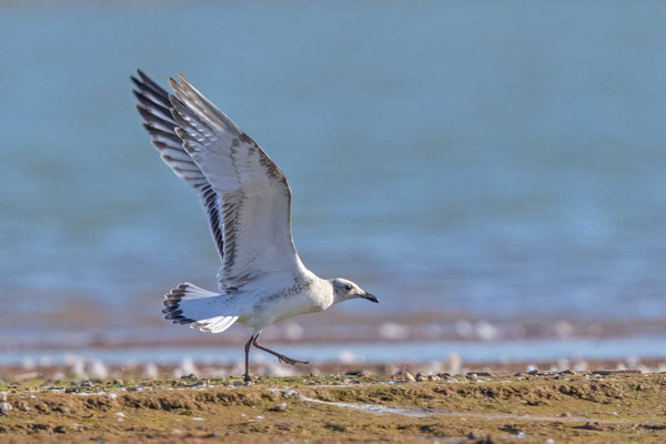 Schwarzkopfmöwe (Ichthyaetus melanocephalus), vorjähriger Jungvogel