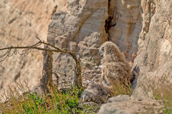 Uhu (Bubo bubo), Jungvogel