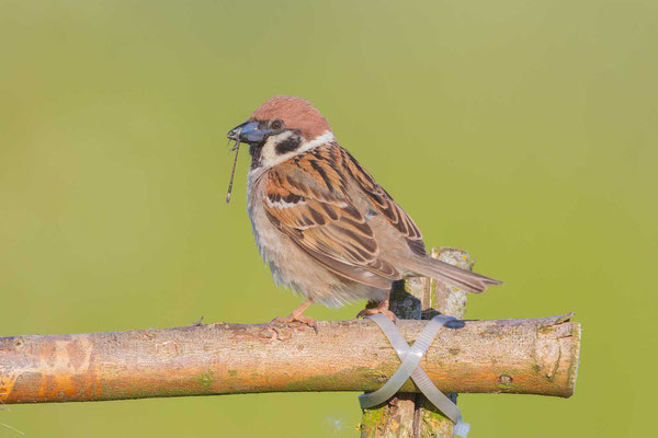 Feldsperling (Passer montanus)