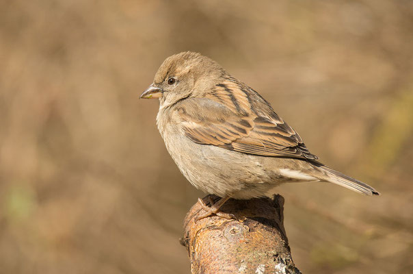 Weiblicher Haussperling (Passer domesticus) sitzt auf einem Ast. Foto: Viola Wege