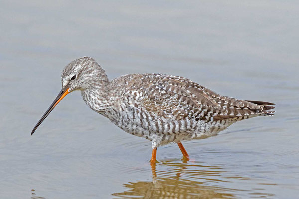 Dunkelwasserläufer (Tringa erythropus) im Überganskleid