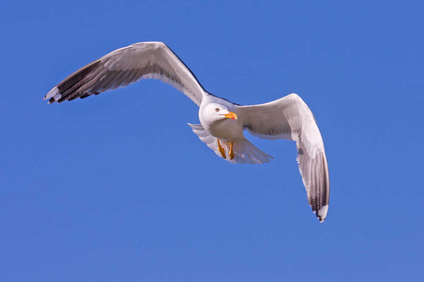 Heringsmöwe (Larus fuscus), adult