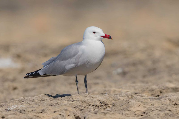 Korallenmöwe (Ichthyaetus audouinii) im Prachtkleid