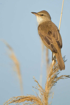 Drosselrohrsänger (Acrocephalus arundinaceus)