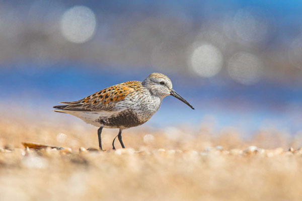 Alpenstrandläufer (Calidris alpina) im Prachtkleid sucht nach Nahrung. 