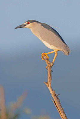 Nachtreiher (Nycticorax nycticorax)