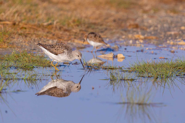 Teichwasserläufer (Tringa stagnatilis) 