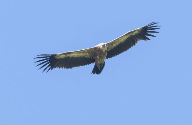 Gänsegeier (Gyps fulvus) im Flug