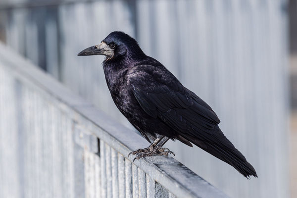 Saatkrähe (Corvus frugilegus)