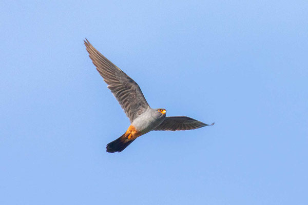 Männlicher Rotfußfalke (Falco vespertinus) Flugbild