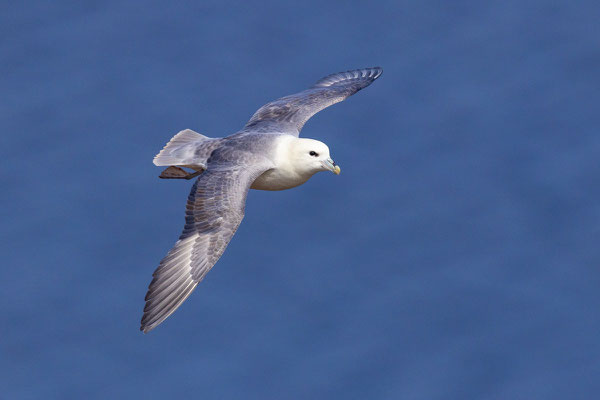 Eissturmvogel (Fulmarus glacialis) im Flug vor dem Helgoländer Lummenfelsen