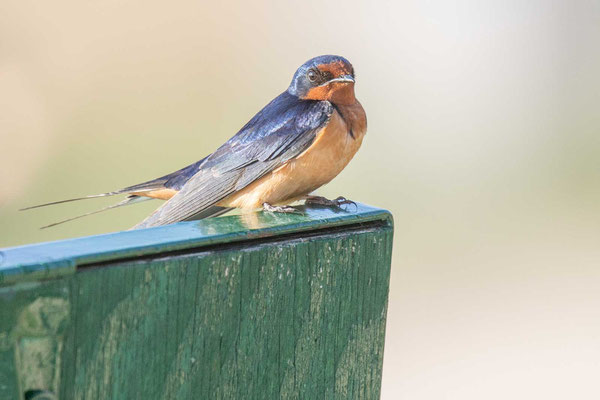 Rauchschwalbe (Hirundo rustica erythrogaster), nordamerikanische Unterart