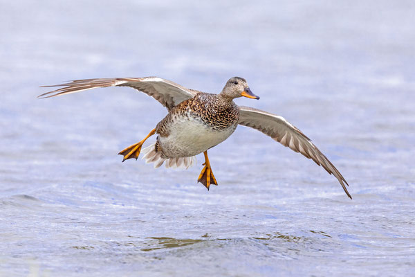 Anfliegende Schnatterente (Mareca strepera)