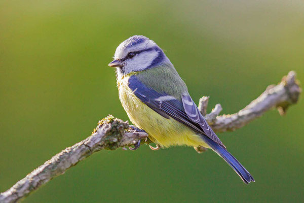 Blaumeise (Cyanistes caeruleus)