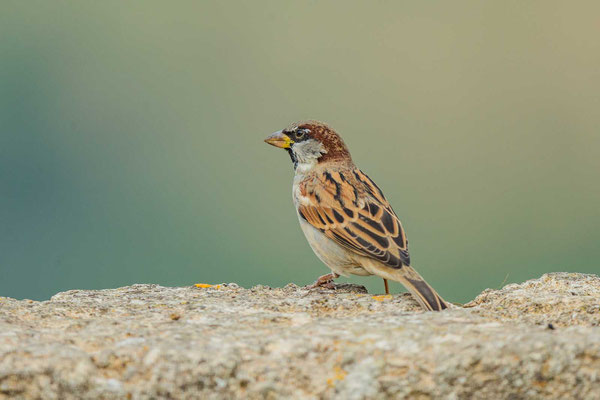 Rückenansicht eines männlichen Haussperling (Passer domesticus).  