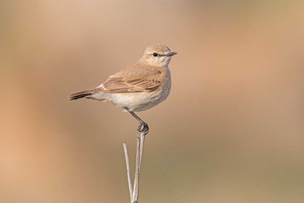 Isabellsteinschmätzer (Oenanthe isabellina), auf der Singwarte