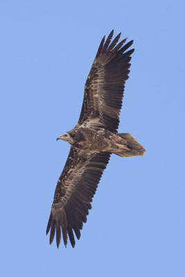 Schmutzgeier (Neophron percnopterus)
