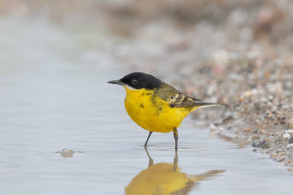 Maskenschafstelze (Motacilla flava feldegg), Männchen