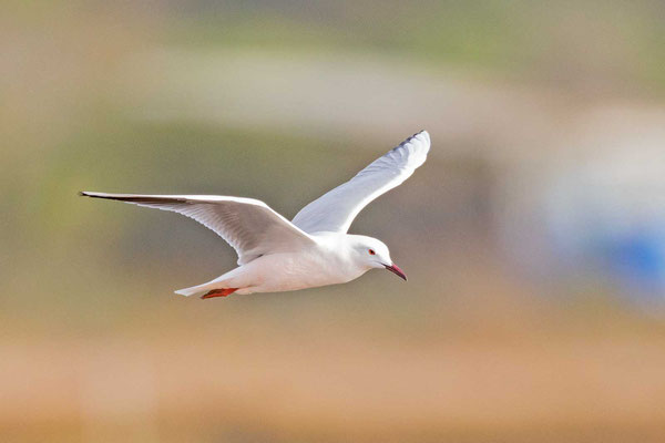 Dünnschnabelmöwe (Chroicocephalus genei), Flugbild  