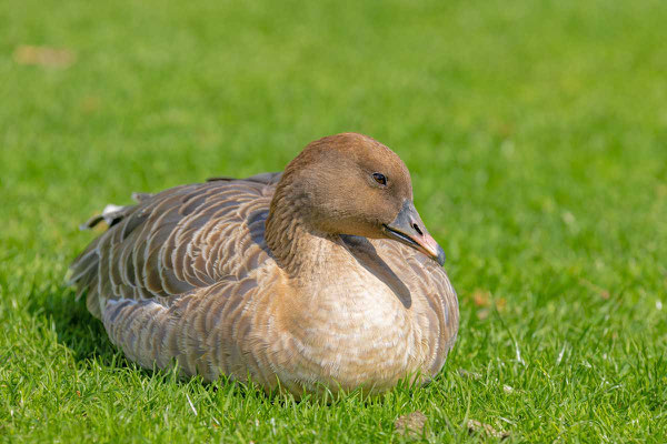 Ruhende Kurzschnabelgans (Anser brachyrhynchus) auf den Neckarwiesen in Heidelberg. 