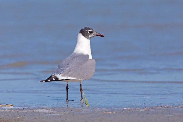 Präriemöwe (Leucophaeus pipixcan)