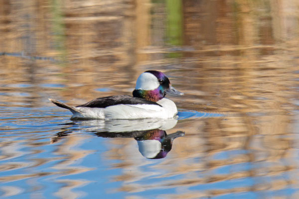 Adulte männliche Büffelkopfenten (Bucephala albeola) im Brutkleid; Mai, Manitoba
