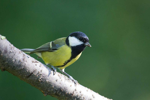 Kohlmeise (Parus major)