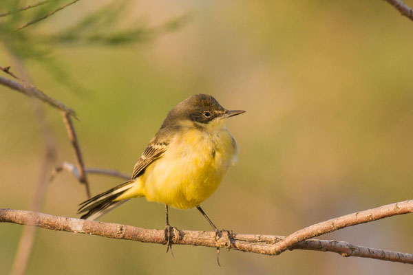 Maskenschafstelze (Motacilla flava feldegg), Weibchen