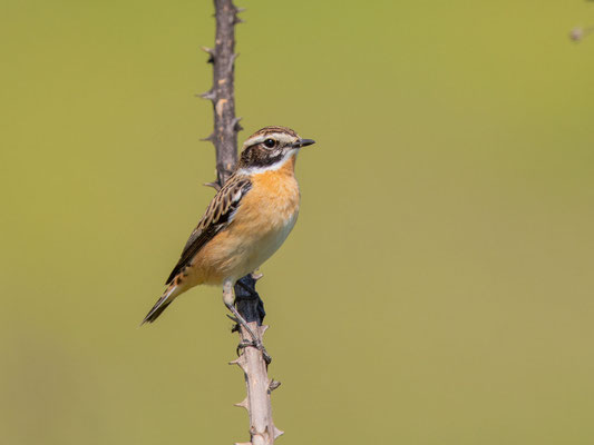 Braunkehlchen (Saxicola rubetra)