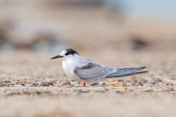 Flussseeschwalbe (Sterna hirundo), Jungvogel auf der Insel Helgoland