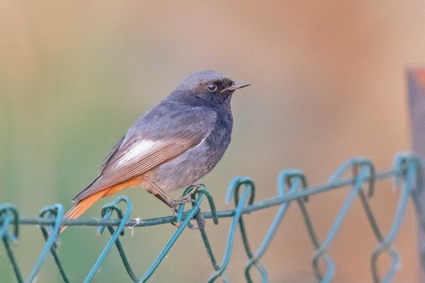 Hausrotschwanz (Phoenicurus ochruros), Männchen