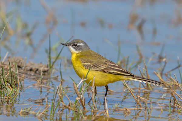 Iberische Schafstelze (Motacilla flava iberiae), Mallorca, April 2016