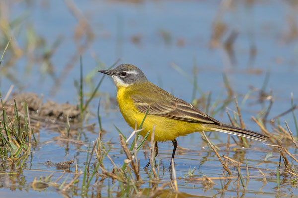 Iberische Schafstelze (Motacilla flava iberiae), Mallorca, April 2016