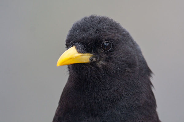 Seitliches Portrait einer Alpendohle (Pyrrhocorax graculus).