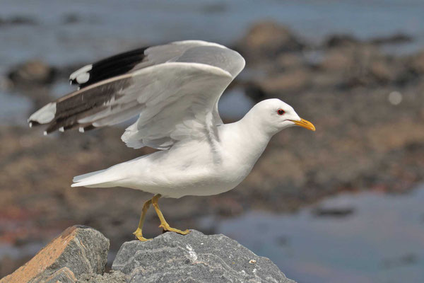 Sturmmöwe (Larus canus)