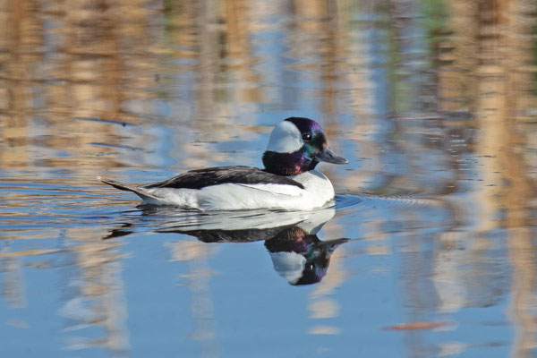 Adulte  männliche Büffelkopfenten (Bucephala albeola) im Brutkleid; Mai, Manitoba