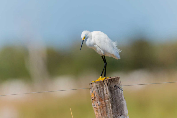 Schmuckreiher (Egretta thula) auf einem Zaunpfahl im Pantanal