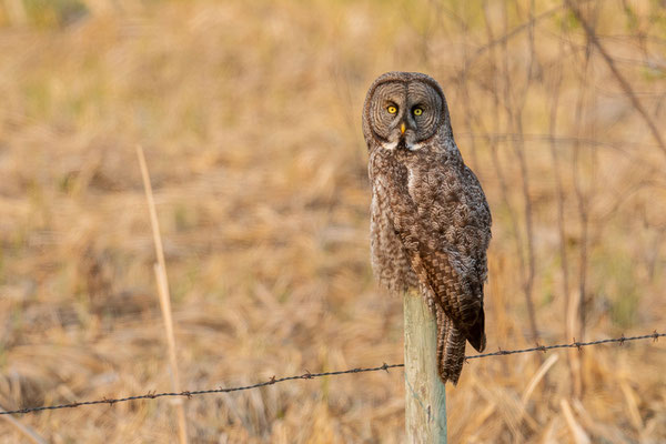 Bartkauz (Strix nebulosa)