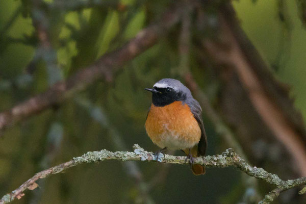 Gartenrotschwanz (Phoenicurus phoenicurus)