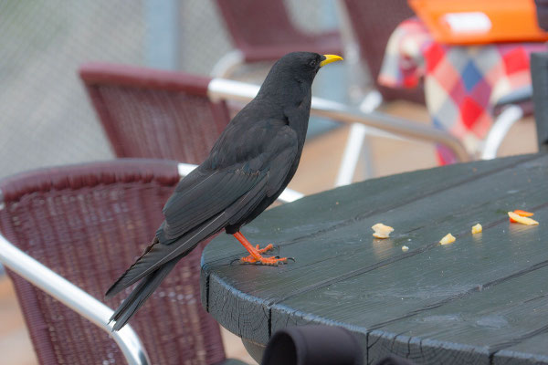 Alpendohle (Pyrrhocorax graculus) auf dem Tisch einer Terasse. wird von Touristen gefüttert. 