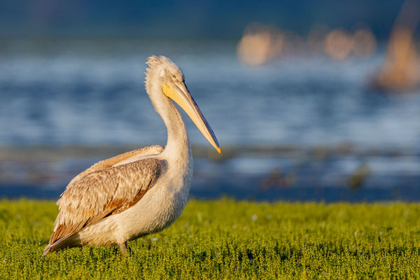 Krauskopfpelikan (Pelecanus crispus)