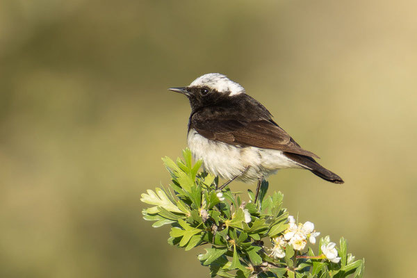 Männlicher Zypernsteinschmätzer (Oenanthe cypriaca) sitzt einem blühenden Zweig.