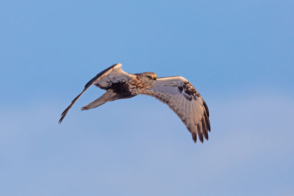 Raufußbussard (Buteo lagopus) im 2. Kalenderjahr