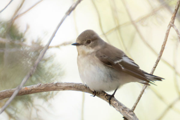 weiblicher Trauerschnäpper (Ficedula hypoleuca); von der Seite