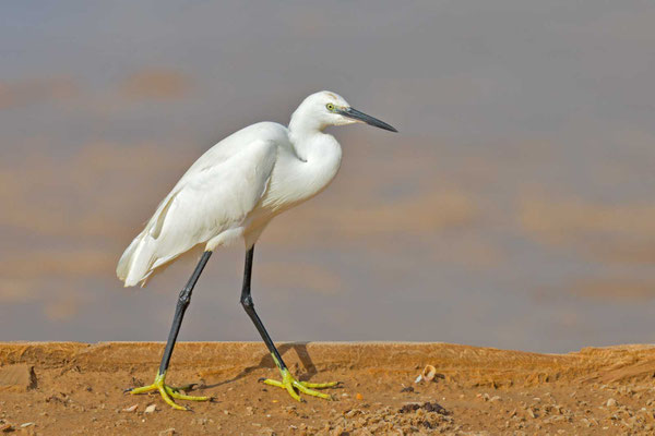 Seidenreiher (Egretta garzetta)