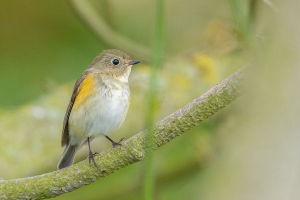 Blauschwanz (Tarsiger cyanurus)