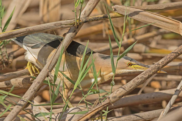 Zwergdommel (Ixobrychus minutus) im Schilf versteckt