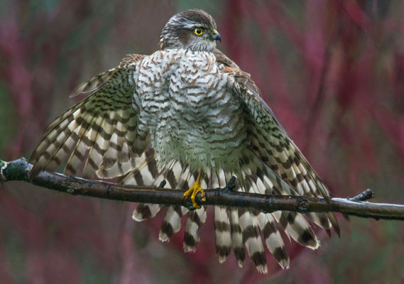 Sperber (Accipiter nisus), Männchen, Foto: Viola Wege