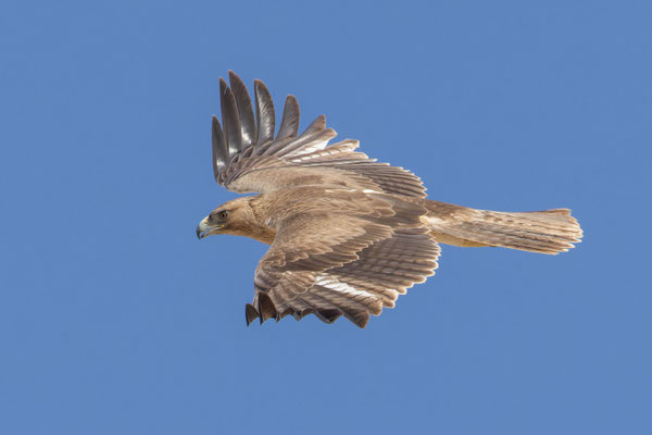 Habichtsadler (Aquila fasciata); Oman (Dezember 2025)