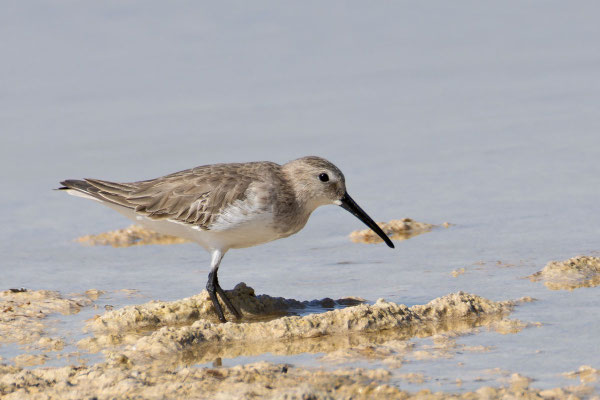 Alpenstrandläufer (Calidris alpina); Schlichtkleid; Oman (Dezember 2025)